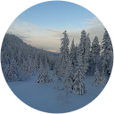 Roman Cerovsek profile picture